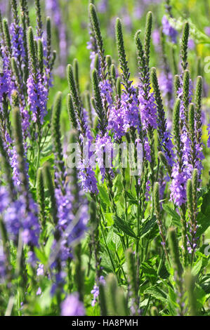 Usfwsmtnprairie 13918328442 Hoary Vervain (Eisenkraut Stricta) auf gemischte Grass Prairie Lacreek NWR Stockfoto