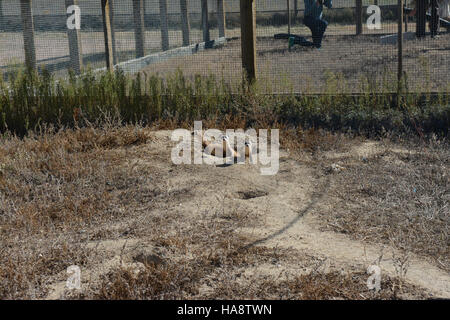 Schwarzfußfrettchen, die im Rahmen der Naturschutzbemühungen in Vorkonditionierungsbuchten gepflegt werden, unterstützen ihre Wiederansiedlung in die Wildnis, um die Population der Arten in geschützten Parkgebieten wiederherzustellen. Stockfoto