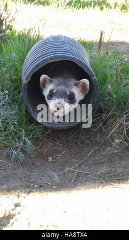Das Schwarzfußferret, eines der am stärksten vom Aussterben bedrohten Säugetiere Nordamerikas, wird für die Wiederansiedlung in die Wildnis in einem National Wildlife Refuge vorbereitet. Diese Bemühungen sind für die Erholung der Arten und die Gesundheit der Ökosysteme von entscheidender Bedeutung. Stockfoto