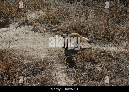 Dieses Bild zeigt Schwarzfuß-Frettchen in Vorkonditionierern, ein wichtiger Teil ihres Wiedereinführungsprogramms. Die einst fast ausgestorbenen Frettchen werden nun sorgfältig auf die Freisetzung in die Wildnis vorbereitet, als Teil der laufenden Naturschutzbemühungen im Nationalpark. Stockfoto