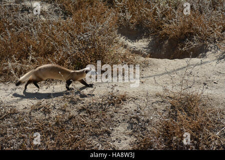 Schwarzfußfrettchen werden in Vorkonditionierungsbuchten als Teil eines Schutzes zur Wiederansiedlung der Art in ihren heimischen Lebensraum gezeigt. Diese Stifte helfen den Frettchen, sich an die Wildnis anzupassen, bevor sie losgelassen werden. Stockfoto