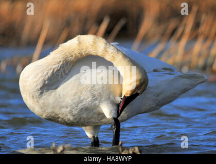 Ein Trompeter-Schwan lebt im Seedskadee National Wildlife Refuge, einem wichtigen Lebensraum für Zugvögel und Naturschutzmaßnahmen in der Region. Stockfoto