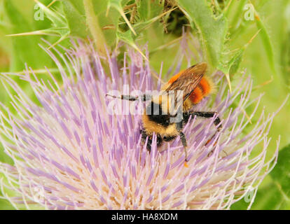 Usfwsmtnprairie 19166512508 Bombus Huntii Hunt Bumble Bee auf Elch Distel Seedskadee NWR Stockfoto