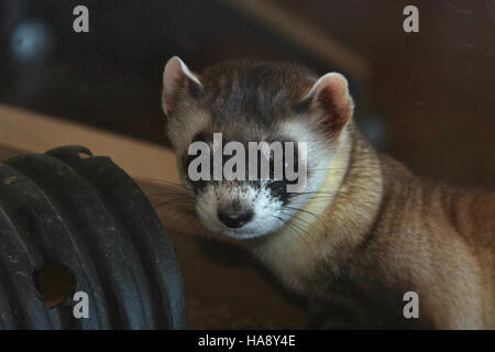 Das Schwarzfußferret, das einst als ausgestorben in der Wildnis galt, wurde erfolgreich in Nationalparks und Wildreservate wiedereingeführt. Die Erhaltungsbemühungen zum Schutz dieser Art und ihres Lebensraums werden fortgesetzt. Stockfoto