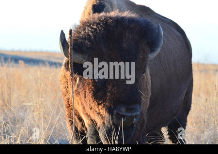 Der American Bison, ein Symbol der Great Plains der USA, spielt eine entscheidende Rolle bei der Erhaltung gesunder Ökosysteme in Nationalparks und Wildschutzgebieten im ganzen Land. Stockfoto