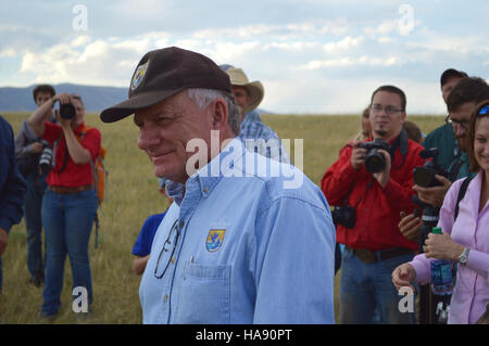 Die Wiederansiedlung von Schwarzfüßfrettchen nach Meeteetse, Wyoming, im Jahr 2016 ist ein wichtiger Schritt bei der Wiederansiedlung gefährdeter Arten in ihren natürlichen Lebensräumen. Stockfoto