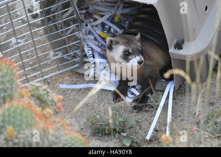 Das Meeteetse Black-Footed Ferret Reintroduction Program von 2016 war eine wichtige Initiative, die darauf abzielte, diese bedrohte Art in ihren heimischen Lebensräumen in Wyoming wiederherzustellen. Das Programm beinhaltete die Freisetzung von in Gefangenschaft gezüchteten Frettchen in die Wildnis als Teil der laufenden Erhaltungsbemühungen, um Populationen wiederaufzubauen und die Art für zukünftige Generationen zu erhalten. Stockfoto