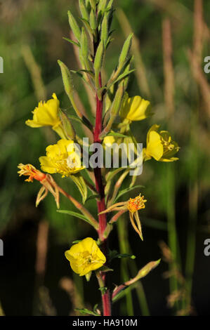 Die gewöhnliche Nachtkerze (Oenothera biennis) ist eine einheimische Pflanzenart, die im Seedskadee National Wildlife Refuge vorkommt. Die Pflanze ist wichtig für lokale Wildtiere und Ökosysteme, da sie Lebensraum und Nahrung für Bestäuber und andere Tiere in der Schutzhütte bietet. Stockfoto