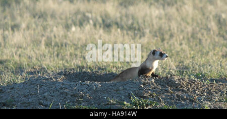 Ein Schwarzfuß-Frettchen wird bei Crow Nation wieder in die Wildnis freigelassen, als Teil der laufenden Bemühungen um den Schutz der Tierwelt. Diese Art, die einst als ausgestorben galt, wurde wieder eingeführt, um das Ökosystemgleichgewicht zu unterstützen. Stockfoto