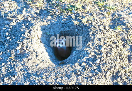 Ein Schwarzfuß-Frettchen wird im Crow Nation National Park freigelassen. Die Freisetzung ist Teil der laufenden Bemühungen, gefährdete Arten in ihre heimischen Lebensräume wiederanzusiedeln. Stockfoto