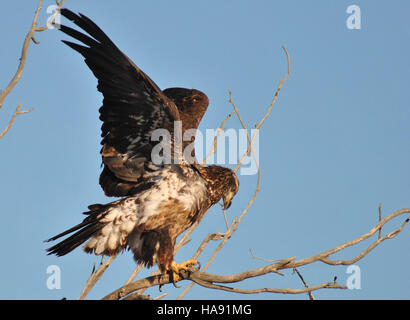 Usfwsmtnprairie 4819447566 unreifen kahlen Adler landen Stockfoto