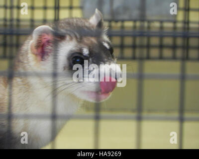 Das Schwarzfußferrettzuchtzentrum im Phoenix Zoo spielt eine wichtige Rolle bei der Erhaltung und Erholung dieser bedrohten Art und unterstützt die Wiederansiedlung in freier Wildbahn. Stockfoto