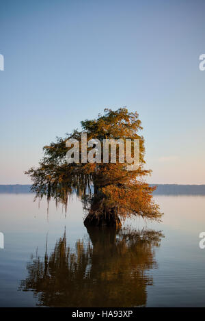 Stubby Cypress-See Dauterive Stockfoto