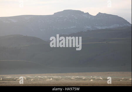 Dieses Foto zeigt eine Wasserszene am frühen Morgen in einer Prärielandschaft. Das Bild betont das sanfte Morgenlicht und die natürliche Schönheit der Prärie, wobei Pflanzen und Tiere vom erfrischenden Wasser profitieren. Stockfoto