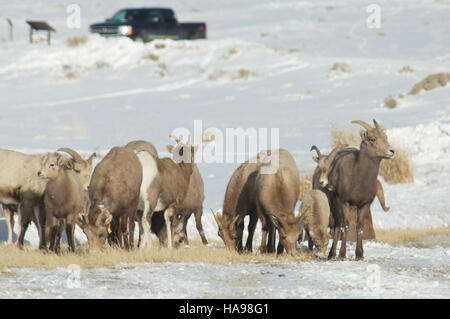 Usfwsmtnprairie 9474188510 strategisch platziert Pullout Stockfoto