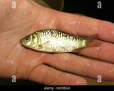 Spiegelkarpfen sind in verschiedenen Nationalparks zu finden und spielen eine Rolle in aquatischen Ökosystemen, indem sie zur Artenvielfalt beitragen und das natürliche Nahrungsnetz unterstützen. Stockfoto