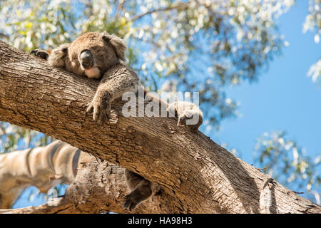 Ein junger männlicher Koala, der auf einem Eukalyptuszweig im australischen Wald in Adelaide Hills, South Australia, ruht. Stockfoto