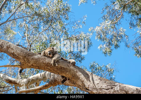 Eine junge Wilde männliche Koala drapiert über einen Ast, ein Nickerchen in Australien Stockfoto