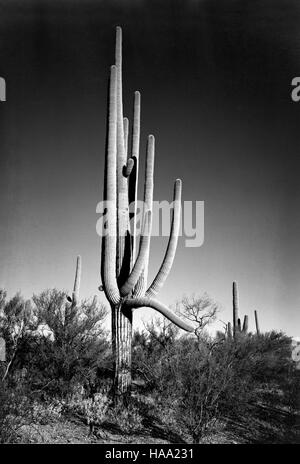 Ansel Adams’ Mural Project, das 1941–1942 fertiggestellt wurde, erfasst die Pracht der Nationalparks und konzentriert sich auf die Erhaltung und Schönheit der amerikanischen Landschaft. Stockfoto