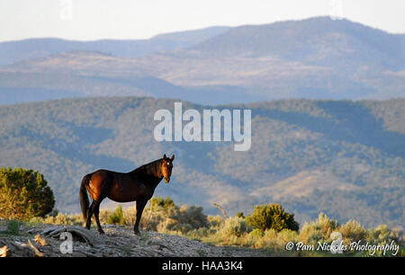 Die wilden Pferde des Piceance Basin sind ein Wahrzeichen dieses Nationalparks und verkörpern den Geist des amerikanischen Westens. Diese Mustangs werden vom Bureau of Land Management verwaltet, um sicherzustellen, dass ihre Bevölkerung ausgewogen bleibt und das Ökosystem gesund bleibt. Stockfoto
