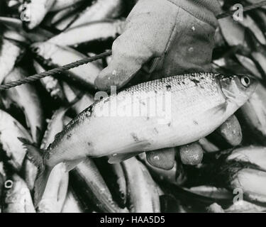 Das Energieministerium unterstützt weiterhin die Energieforschung und -Erhaltung. Dieses Bild unterstreicht das anhaltende Engagement des DOE für nachhaltige Energiepraktiken und die Verringerung der Umweltauswirkungen in den USA Stockfoto