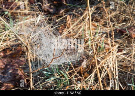 Spinnennetz mit Tautropfen auf Trockenrasen Stockfoto