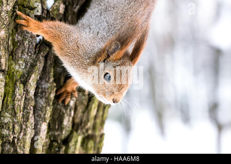 niedliche Eichhörnchen kopfüber hängend auf Baumstamm vor unscharfen Winter Wald Hintergrund Stockfoto