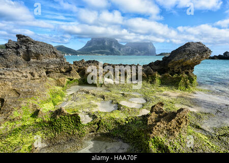 Felsformation bedeckt in leuchtend grüne Algen mit Blick auf die Lagune auf der Lord-Howe-Insel, New-South.Wales, NSW, Australien Stockfoto