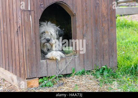 Traurig und freundlicher Hund in das Haus an einer Kette liegen Stockfoto