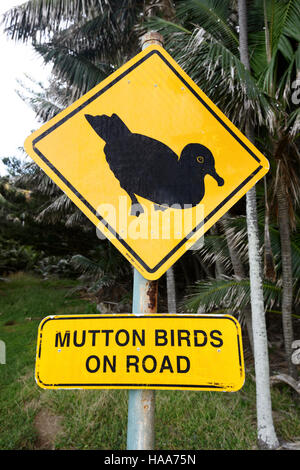 Bin uttonbirds auf der Straße 'Achtung, Lord Howe Island, New South Wales, NSW, Australien Stockfoto