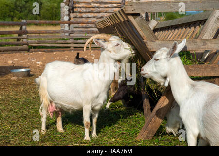 Ziegen Essen Feed auf einem Bauernhof an einem sonnigen Sommertag Stockfoto