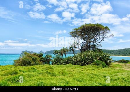 Einsame Banyan Tree und Palmen, Lord Howe Island, New South Wales, NSW, Australien Stockfoto