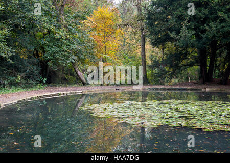 Shipton unter Wychwood wilden Garten und Wald im Herbst, Oxfordshire, England Stockfoto