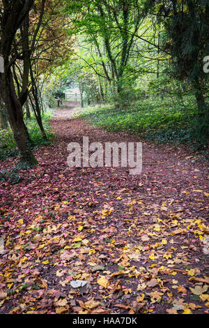 Shipton unter Wychwood wilden Garten und Wald im Herbst, Oxfordshire, England Stockfoto