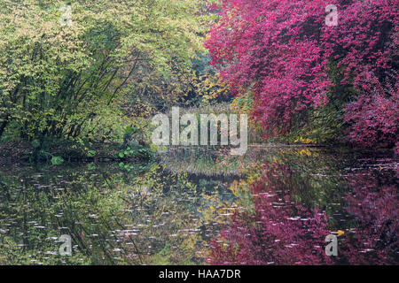Shipton unter Wychwood wilden Garten und Wald im Herbst, Oxfordshire, England Stockfoto
