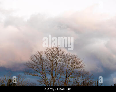 Baum ohne Erlaubnis gegen eine erstaunliche Herbst Himmel Stockfoto