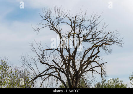Trockenen Baum mitten in der Natur Stockfoto