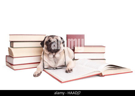 Mops Welpen Hund umgeben von gestapelten Büchern, Buch und lesen eine Brille Stockfoto