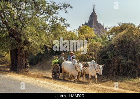 Ochsenkarren mit burmesischen Familie auf staubigen Straße um einen Tempel in Bagan Stockfoto