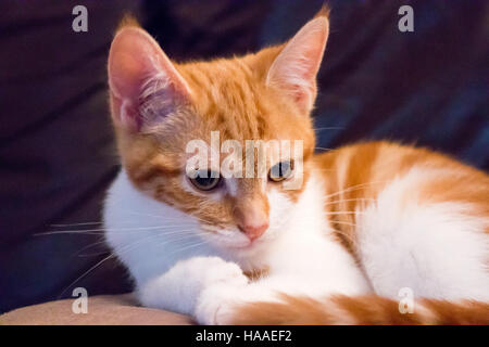 Süße orange-weiße Kätzchen ruht auf Sofa. Stockfoto