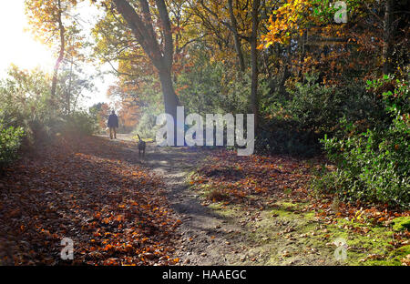 Mann zu Fuß Hund im herbstlichen Wald Szene Stockfoto