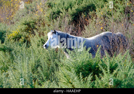 Wildpferde in Land-Management-System verwendet Stockfoto