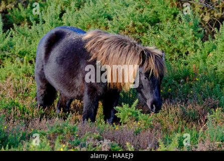 Wildpferde in Land-Management-System verwendet Stockfoto