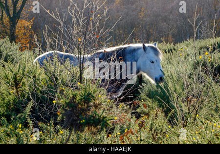 Wildpferde in Land-Management-System verwendet Stockfoto