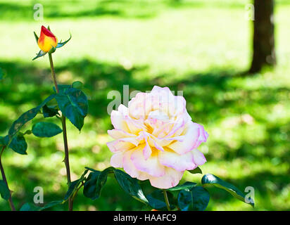 Schöne rosa bunt stieg im Garten auf der Hintergrund jedoch unscharf Stockfoto