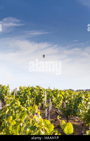 Weinberge unterhalb der Bergkuppe Dorf von Vezelay im Burgund. Stockfoto