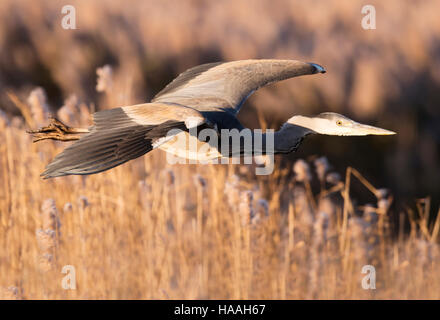 Ein Graureiher (Ardea Cinerea) im Flug über ein Suffolk Schilfbeetes Stockfoto