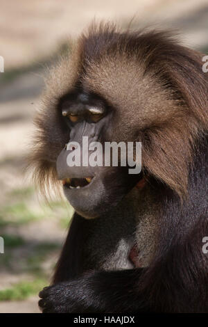 Gelada Pavian (Theropithecus Gelada), auch bekannt als der Gutmensch Affe im Zoo von Brünn in Südmähren, Tschechien. Stockfoto