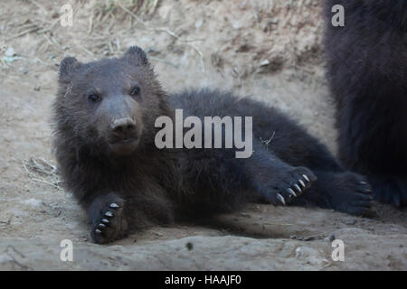 Vier Monate alten Kamtschatka Braunbär (Ursus Arctos Beringianus) namens Bruno in Brno Zoo in Südmähren, Tschechien. Der Bärenjunge wurde Bruno geboren. Stockfoto