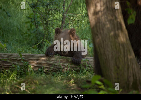 Vier Monate alten Kamtschatka Braunbär (Ursus Arctos Beringianus) namens Bruno in Brno Zoo in Südmähren, Tschechien. Der Bärenjunge wurde Bruno geboren. Stockfoto